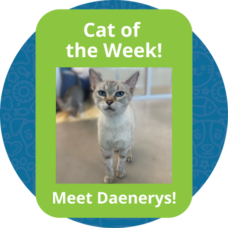 Cat of the Week (1)