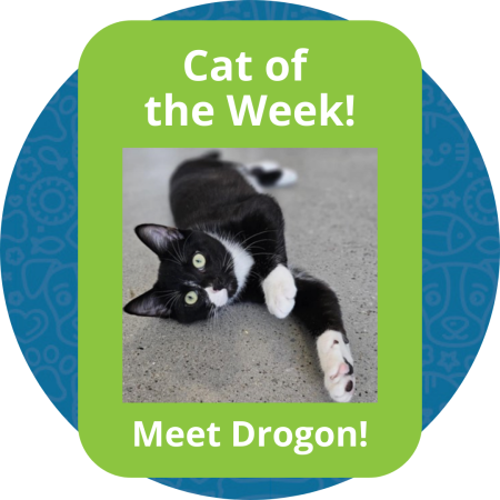Cat of the Week (2)