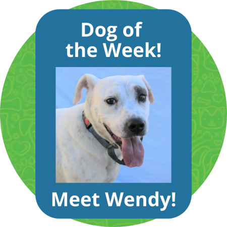 Dog of the Week (1)