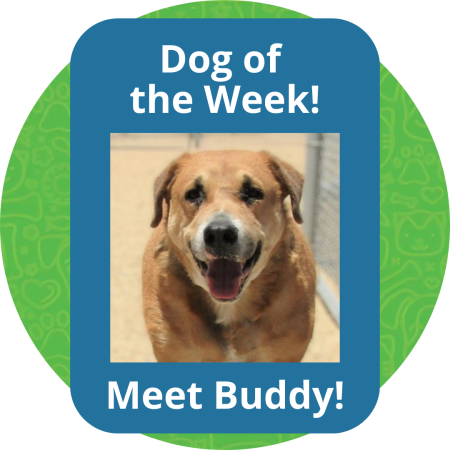 Dog of the Week (2)